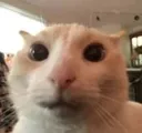 dumbstupidcat