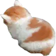 CatAngy