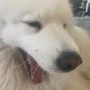 yawn