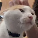 catheadscratch