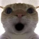 cat_wooo cat_wooo