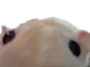 ratlook ratlook