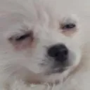 Annoyeddoggo