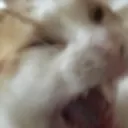 screamcat