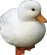 white_duck