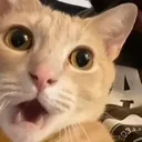 shockedgato
