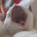 Teddycat Discord Emoji