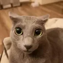 bigeyes bigeyes