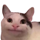 CatBruh CatBruh