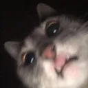 wtfkitty Discord Emoji