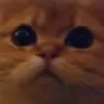 earlStare