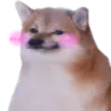 doggoblush