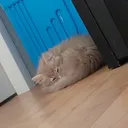 Kitten_1 Discord Emoji