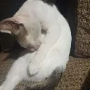 gatopelon
