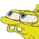 staringbob