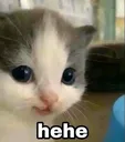 sleeping_cat_hehe