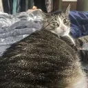 BoopSurprised