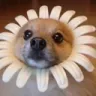 dogflower dogflower