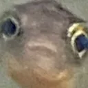 fishie fishie