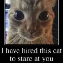 Catstare Discord Emoji