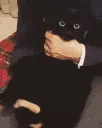 JigglyCatto JigglyCatto