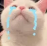 cat_cry