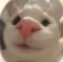 CatNose