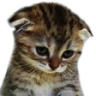kitten Discord Emoji - kitty's titties