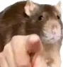 pointingrat