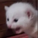 kittyscrem