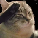 CatSalute