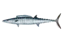 wahoo