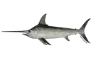 swordfish
