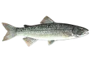 laketrout laketrout