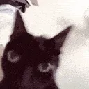 catRAH