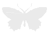 Ba_butterfly