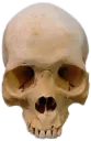 Skull_irl