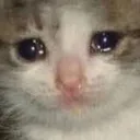 CatSadder Discord Emoji