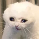 Crycat crycat Discord Emoji