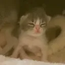 cat_what