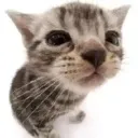 anothajustigfavcat
