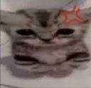grrrcat grrrcat