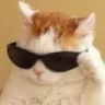 cool_cat