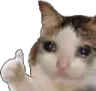CatThumbsUp