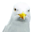 seagull_dance