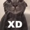 CatXD