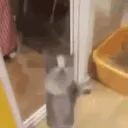 catJUMP