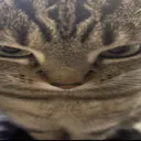 catangry catangry