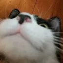 hellogreetings