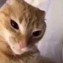 Gato